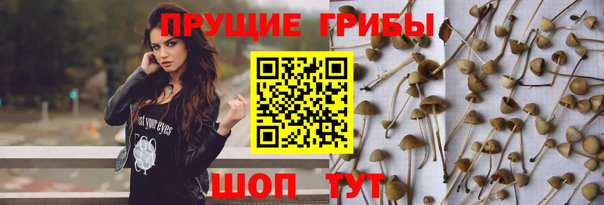 Галлюциногенные грибы GOLDEN TEACHER Красноармейск